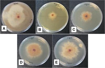 Antifungal Activity of Lipopeptides From Bacillus XT1 CECT 8661 Against Botrytis cinerea